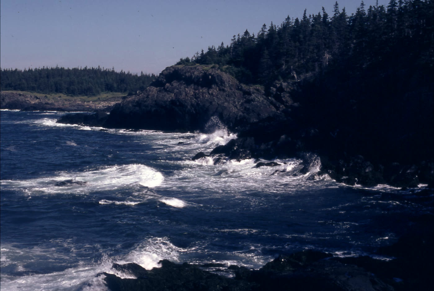 A spruce headland above breaking surf on a cold coast.