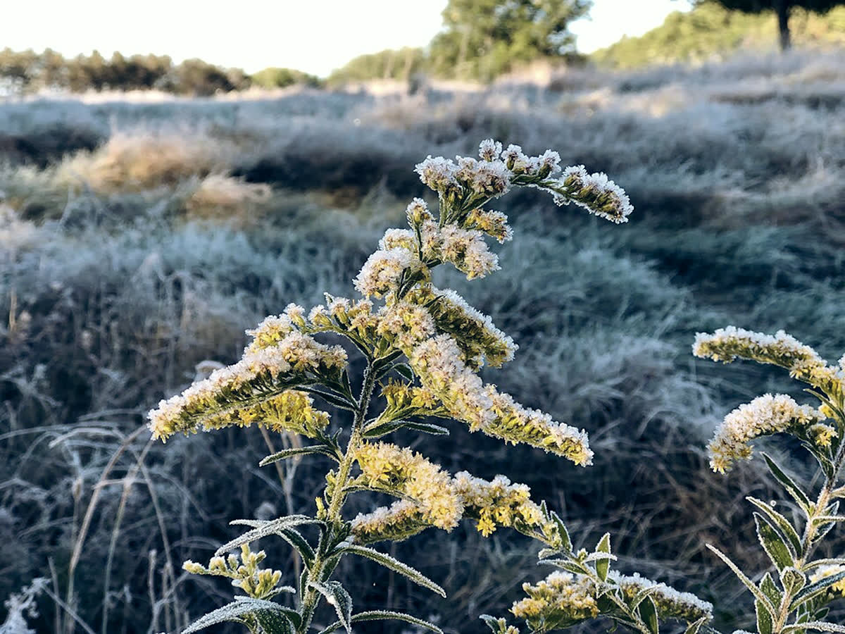 Frost on goldenrod and grasses at the edge of a field.