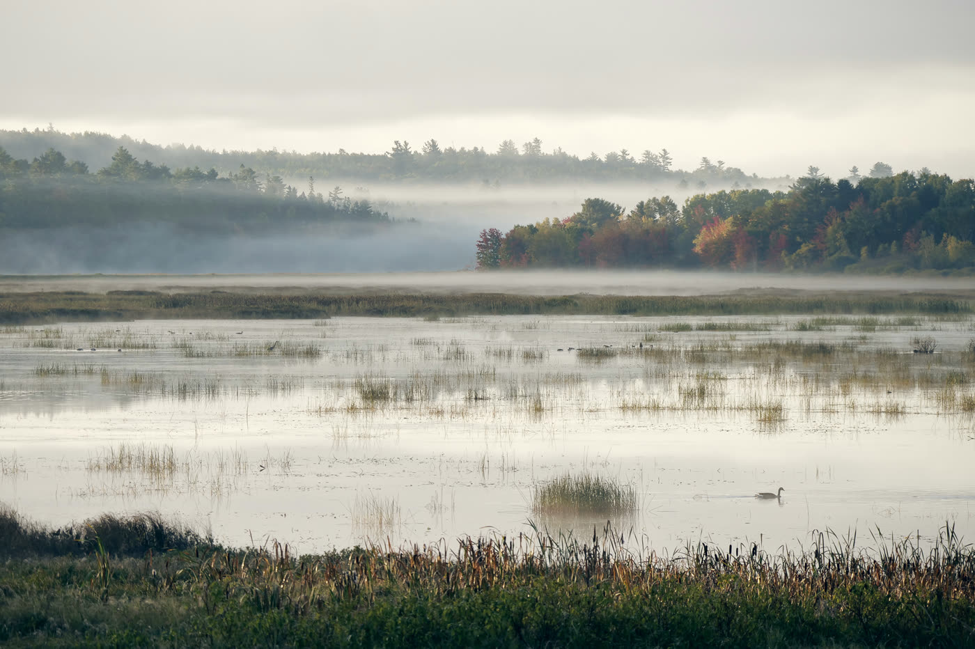 Fog lying across still water with a conifer treeline behind it.