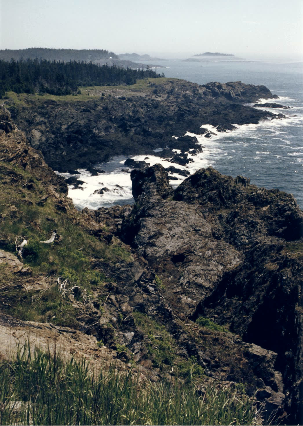 A rocky shoreline with spruce running down to the water.