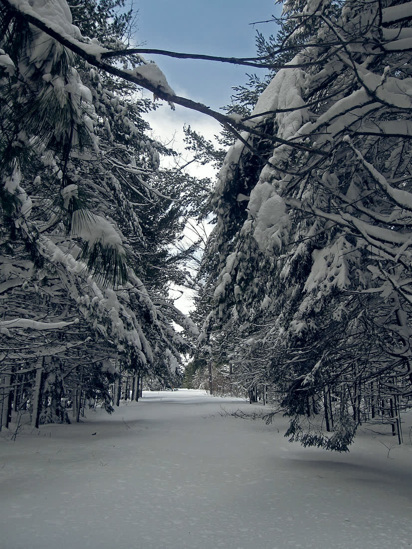 Snow on a stand of pine and spruce along a track.